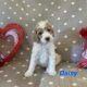 CKC Standard Poodle- Daisy ( Blue Collar)