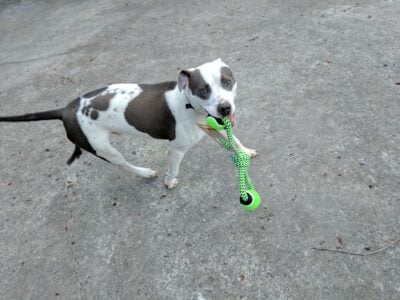 Sweet Pittie Mix rescue