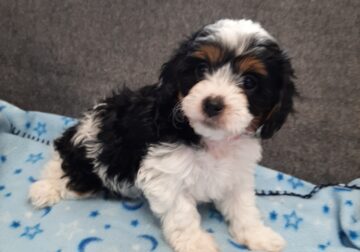 Pink collar cavapoo puppy