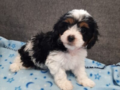 Pink collar cavapoo puppy