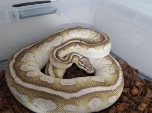 Local ball python breeder