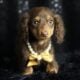 Tootsie Roll ACA Mini Dachshund