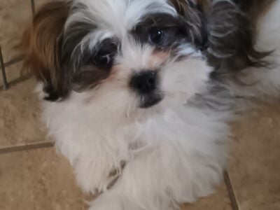 Xander, male Malshi/Peke