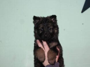 Czech Imported German Shepherds