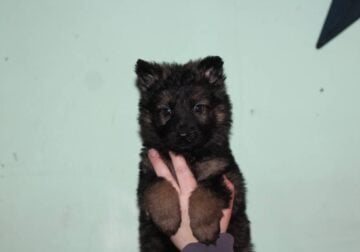Czech Imported German Shepherds