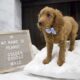 Male Mini Golden Doodle puppy
