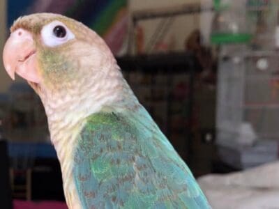 Green cheek conures