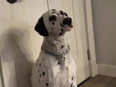1.5yr old male Dalmatian