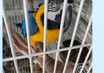 Macaw for sale