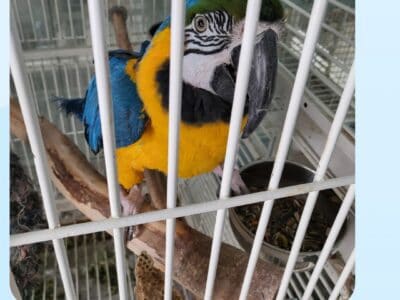 Macaw for sale