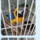 Macaw for sale