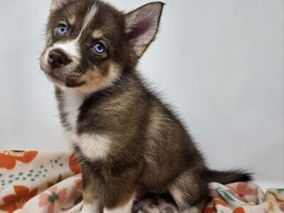 Mocha – Mini Pomsky (Female)