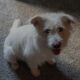 Great Dog