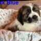 Saint Bernard puppies