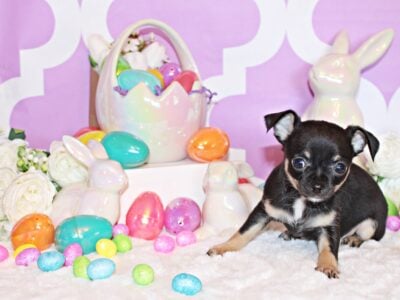 Frack – Cute Little Black/Tan Apple Head
