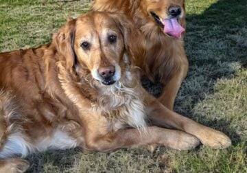 Golden Retriever Puppies for sale Call Carla