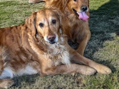 Golden Retriever Puppies for sale Call Carla