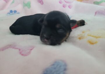 Puppy 2 Chorkie Yorkie & Chihuahua Designer Breed