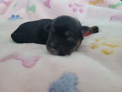 Puppy 2 Chorkie Yorkie & Chihuahua Designer Breed