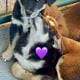 Rehoming 2 Border Collie Puppies