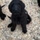 Labradoodle Puppies
