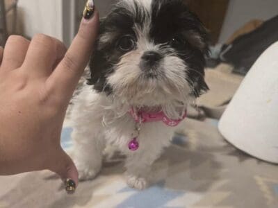 shih tzu girl