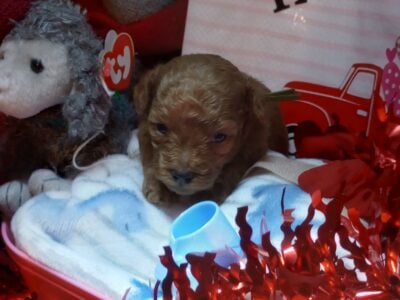 F1b male Maltipoo 1