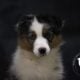 Brawley Miniature American Shepherds
