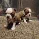 Boston puppy!