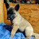 3 Female puppies