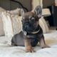 AKC frenchie male- Bear