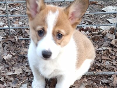 Auggie puppies