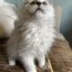 Shaded Maine Coon Shiva