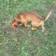 Bountiful Beagles