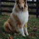 AKC Collie Puppies
