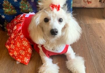 ISO Mini Toy Poodle Stud