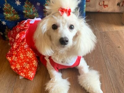 ISO Mini Toy Poodle Stud