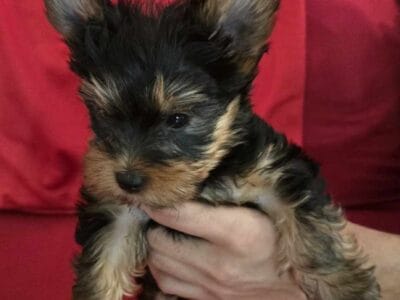 🐶 Purebred Yorkshire Terrier Puppies 🐶