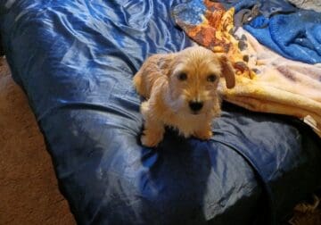 Free puppies