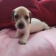 Dachshound 2 female and 2 males that are pieball
