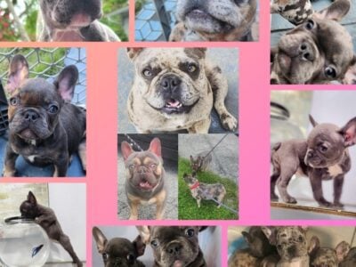 Frenchie