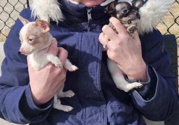 Chihuahua puppies