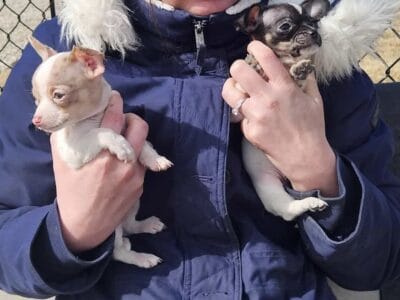 Chihuahua puppies