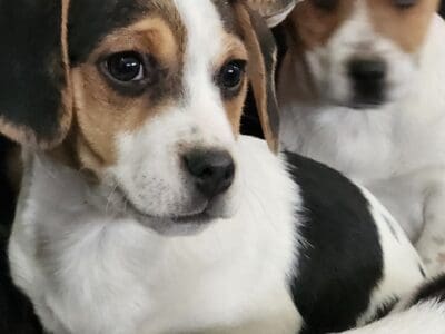Beagle , pug ,Jack Russell puppies