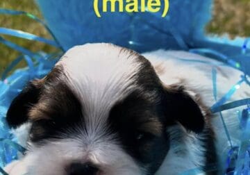 AKC SHIH TZU’S