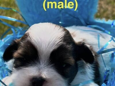 AKC SHIH TZU’S