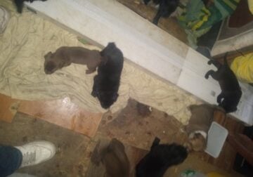 Free mixed breed puppies