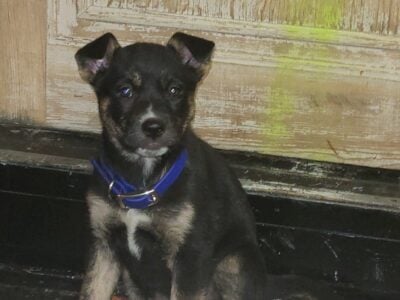 Black and Brown German Shepherd/ Siberian Husky Mi