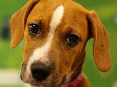Emma – Beagle Mix