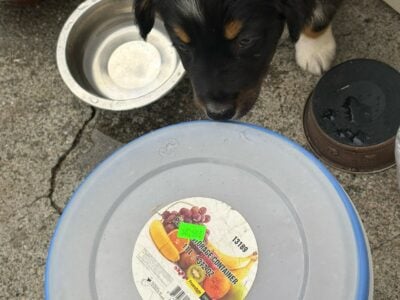 Australian Shepherds